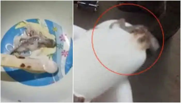 ഏഴ് വയസുകാരൻ കഴിച്ചുകൊണ്ടിരുന്ന ഐസ്ക്രീമിനുള്ളില്‍ ചത്ത പല്ലി; കച്ചവടക്കാരനെ തടഞ്ഞ് നാട്ടുകാര്‍