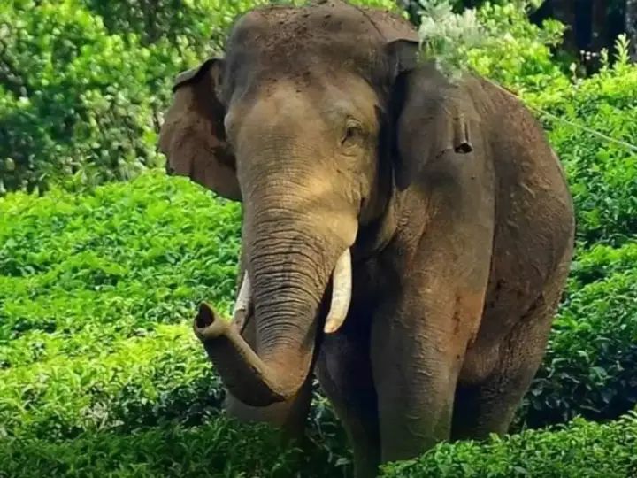 വയനാട്ടില്‍ വീണ്ടും കാട്ടാന ആക്രമണം; യുവാവ് കൊല്ലപ്പെട്ടു