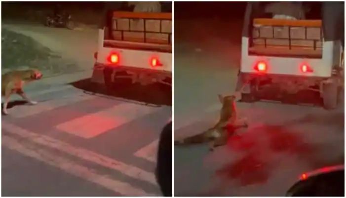 ഓട്ടോറിക്ഷയില്‍ നായയെ കെട്ടിവലിക്കുന്ന വീഡിയോ പുറത്ത്, താൻ അറിഞ്ഞില്ലെന്ന് ഉടമ; പ്രതിഷേധവുമായി മൃഗസ്നേഹികള്‍