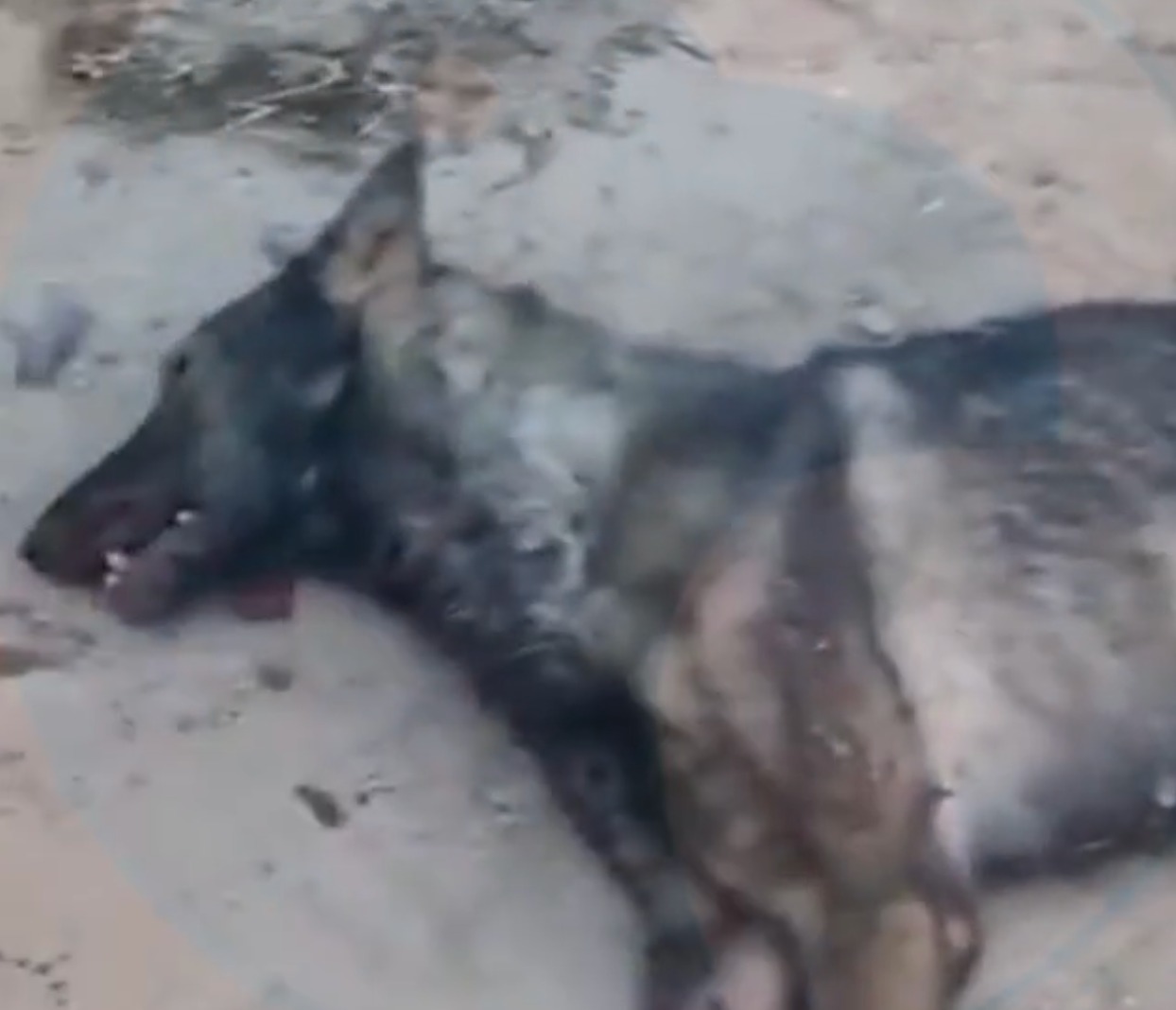 ഫാം ഉടമ അപൂർവയിനം ചെന്നായയെ വെടിവെച്ചുകൊന്നു 