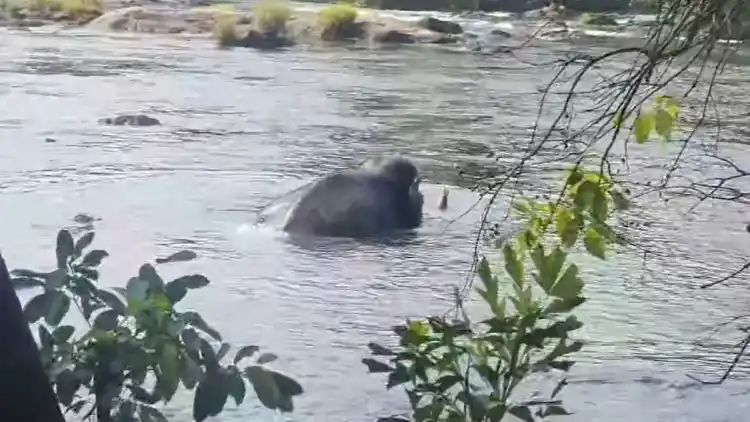 ദൗത്യത്തിന് 100 ഉദ്യോഗസ്ഥര്‍; മസ്തകത്തില്‍ മുറിവേറ്റ കൊമ്ബനെ നാളെ മയക്കുവെടി വെയ്ക്കും