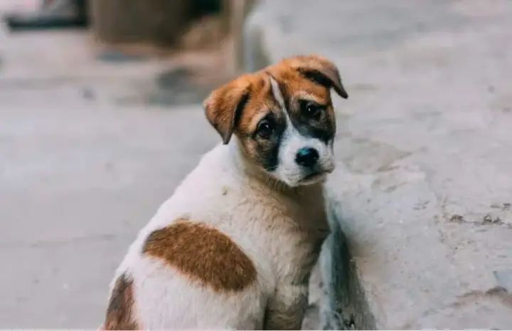 തെരുവ് നായ കുറുകെ ചാടി, ബ്രേക്കിട്ടു; വിവാഹ നിശ്ചയം കഴിഞ്ഞ് മടങ്ങിയ യുവാവിനും 2 കൂട്ടുകാര്‍ക്കും ദാരുണാന്ത്യം 