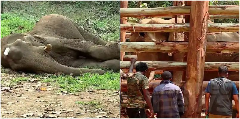 കോടനാട് ചരിഞ്ഞ കാട്ടുകൊമ്ബൻ്റെ തലച്ചോറിന് അണുബാധ ഏറ്റിരുന്നു; പ്രാഥമിക പോസ്റ്റ്മോര്‍ട്ടം റിപ്പോര്‍ട്ട് പുറത്ത്