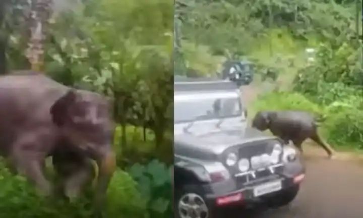 കുറ്റ്യാടിയില്‍ ഭീതി പരത്തിയ കുട്ടിയാനയെ ഇന്ന് മയക്കുവെടി വെക്കും; നടപടി നാട്ടുകാരുടെ ശക്തമായ പ്രതിഷേധത്തിന് പിന്നാലെ