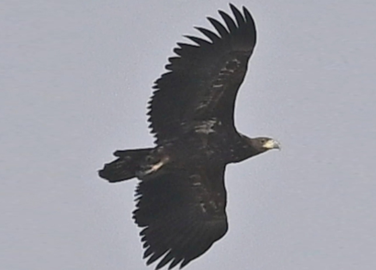 അപൂർവയിനം കടൽ കഴുകന്നെ കുവൈത്തിൽ കണ്ടെത്തി