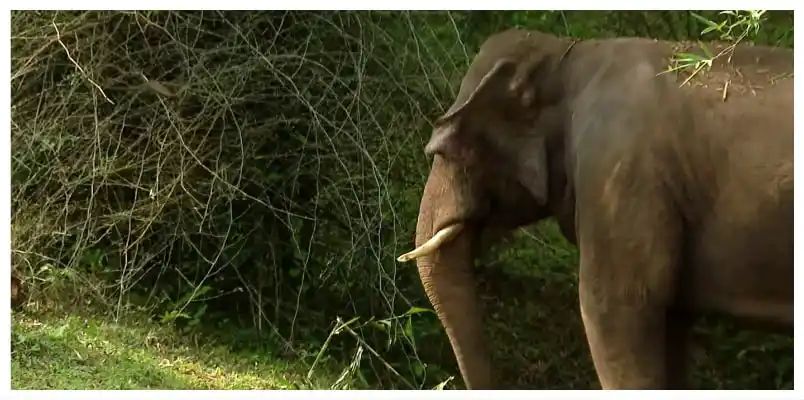 കാട്ടാനയാക്രമണത്തില്‍ പിഞ്ചുകുഞ്ഞടക്കം ഒരു കുടുംബത്തിലെ മൂന്ന് പേര്‍ കൊല്ലപ്പെട്ടു, സംഭവം ബംഗാളില്‍