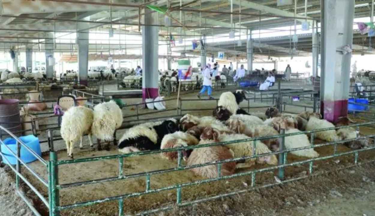 പെരുന്നാള്‍ വിപണി; കുവൈത്തില്‍ ആടിന് വില കുതിച്ചുയരുന്നു 