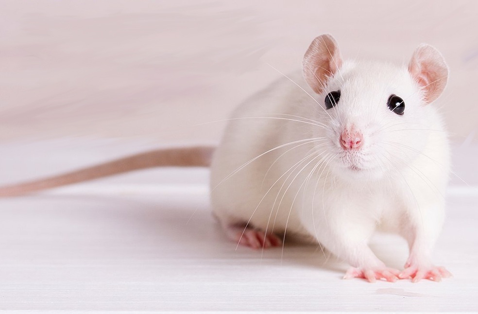 UK Unveils Strategy to Replace Animal Testing with AI and 3D Bioprinting