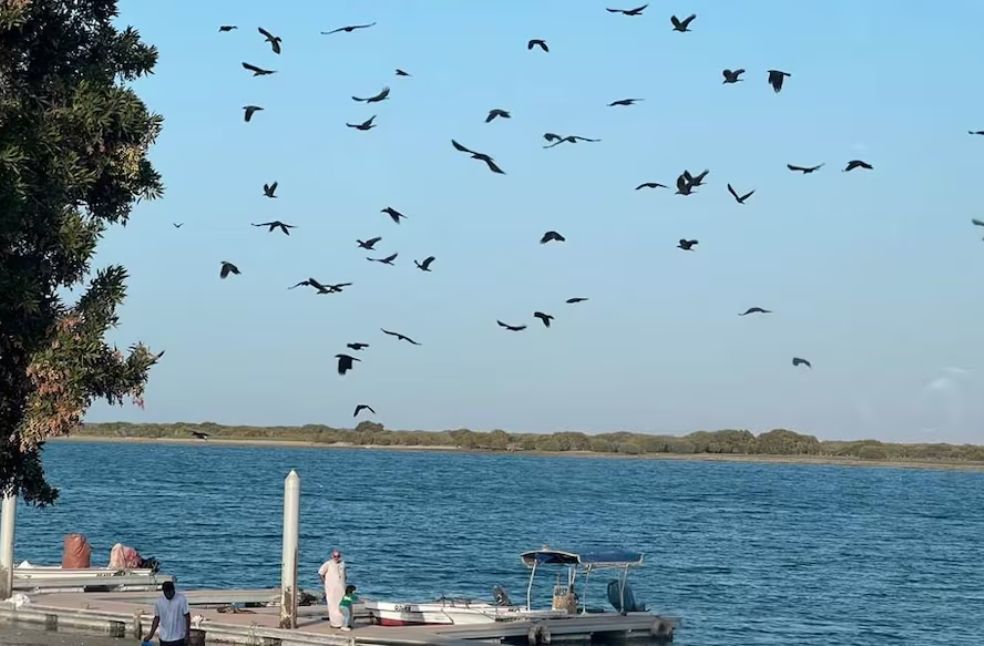 UAE Experiences Significant Temperature Drop with Cool Days and Chilly Nights