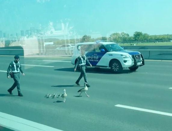 Abu Dhabi Police Rescue Ducks from Busy Road, Video Goes Viral