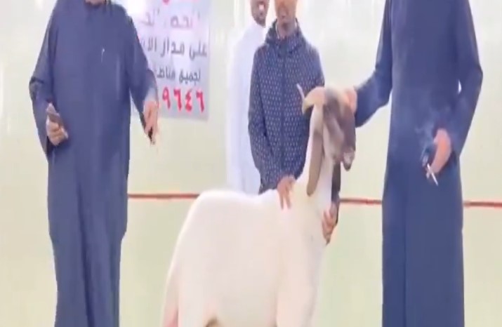 Rare sheep auctioned off for 73,000 dinars