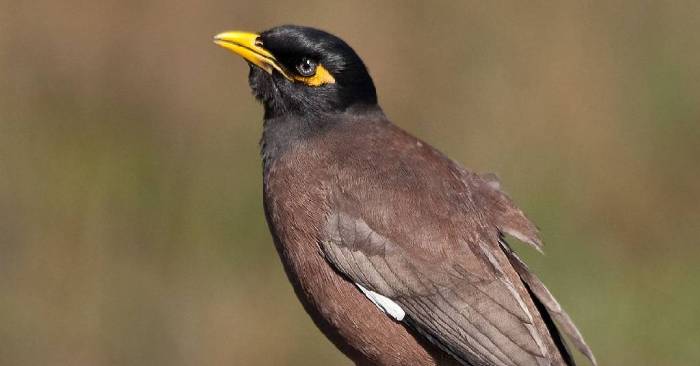 Qatar Traps Thousands of Invasive Mynas to Protect Ecological Balance