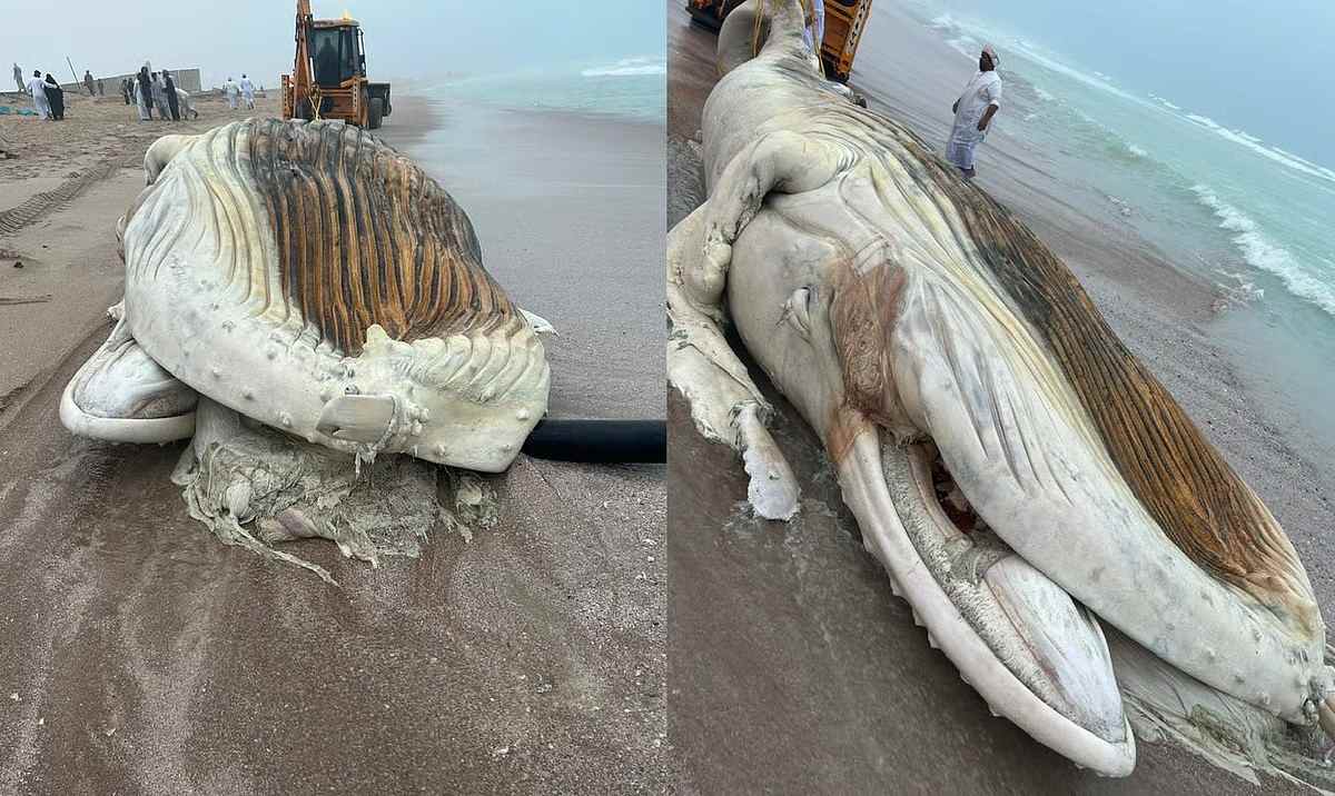 Whale Found Dead on Oman Beach Sparks Marine Pollution Warning