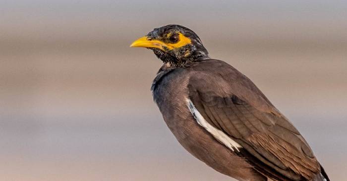 Qatar Intensifies Efforts to Control Invasive Mynah Birds